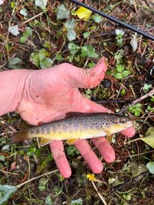 Brown Trout