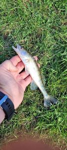 Zander