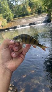 European Perch