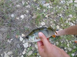 European Perch