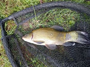 Tench