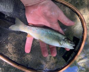 Brown Trout