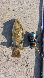 Ballan Wrasse