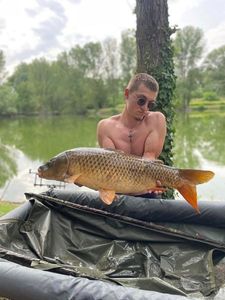 Common Carp