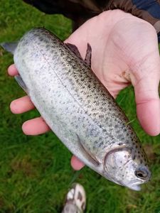 Rainbow Trout