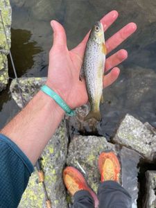 Brown Trout