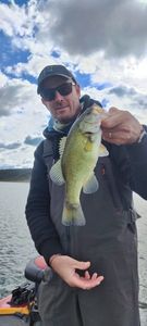 Largemouth Bass