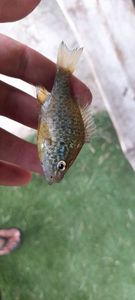 Green Sunfish