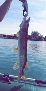 Northern Pike