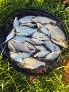 White bream