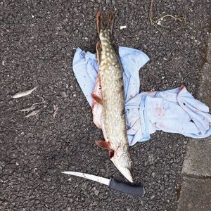 Northern Pike
