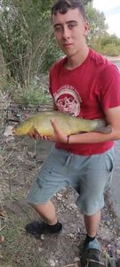 Tench