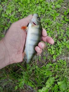 European Perch