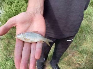 White bream