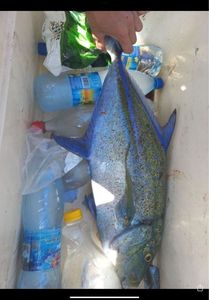 Bluefin Trevally