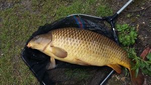 Common Carp