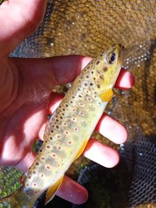 Brown Trout