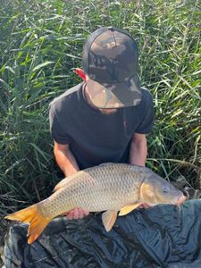 Common Carp