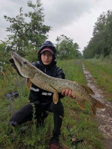 Northern Pike