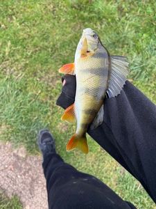 European Perch