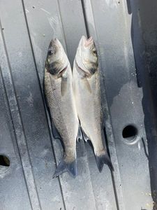 European Bass (Seabass)