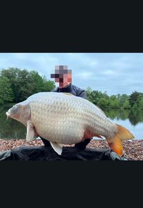 Common Carp