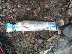 Rainbow Trout