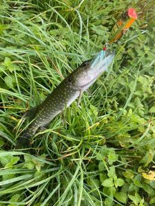 Northern Pike