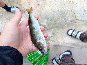 European Perch