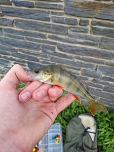 European Perch