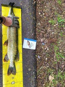 Northern Pike