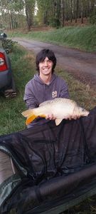 Common Carp