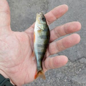 European Perch