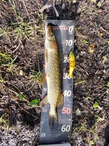 Northern Pike