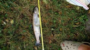 Rainbow Trout