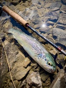 Lake Trout