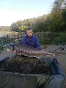 Sturgeon