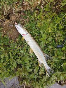 Northern Pike