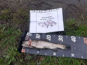 Rainbow Trout