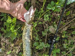 Northern Pike