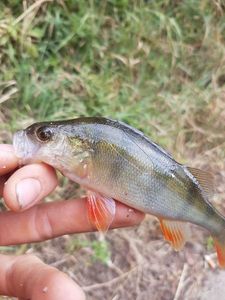 European Perch