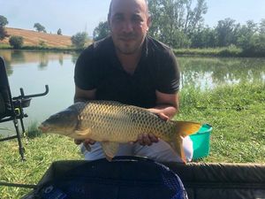 Common Carp