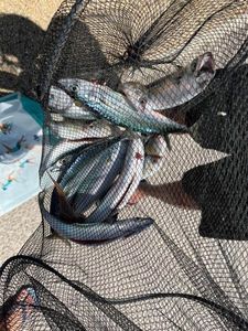 Bluegill