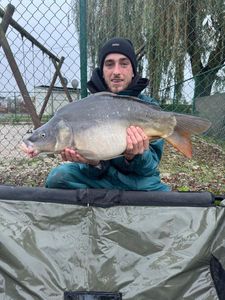 Mirror Carp