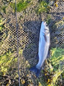 European Bass (Seabass)