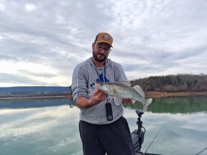 Zander