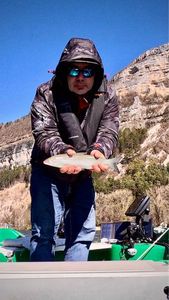 European Whitefish