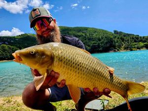 Common Carp