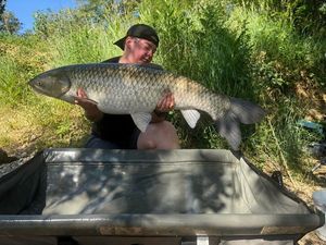 Grass Carp