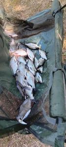 Common Bream